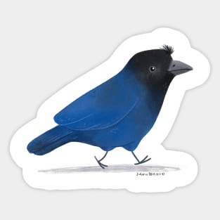 Azure Jay Bird Sticker